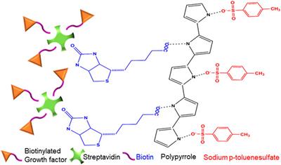 Electrically Stimulated Tunable Drug Delivery From Polypyrrole-Coated Polyvinylidene Fluoride